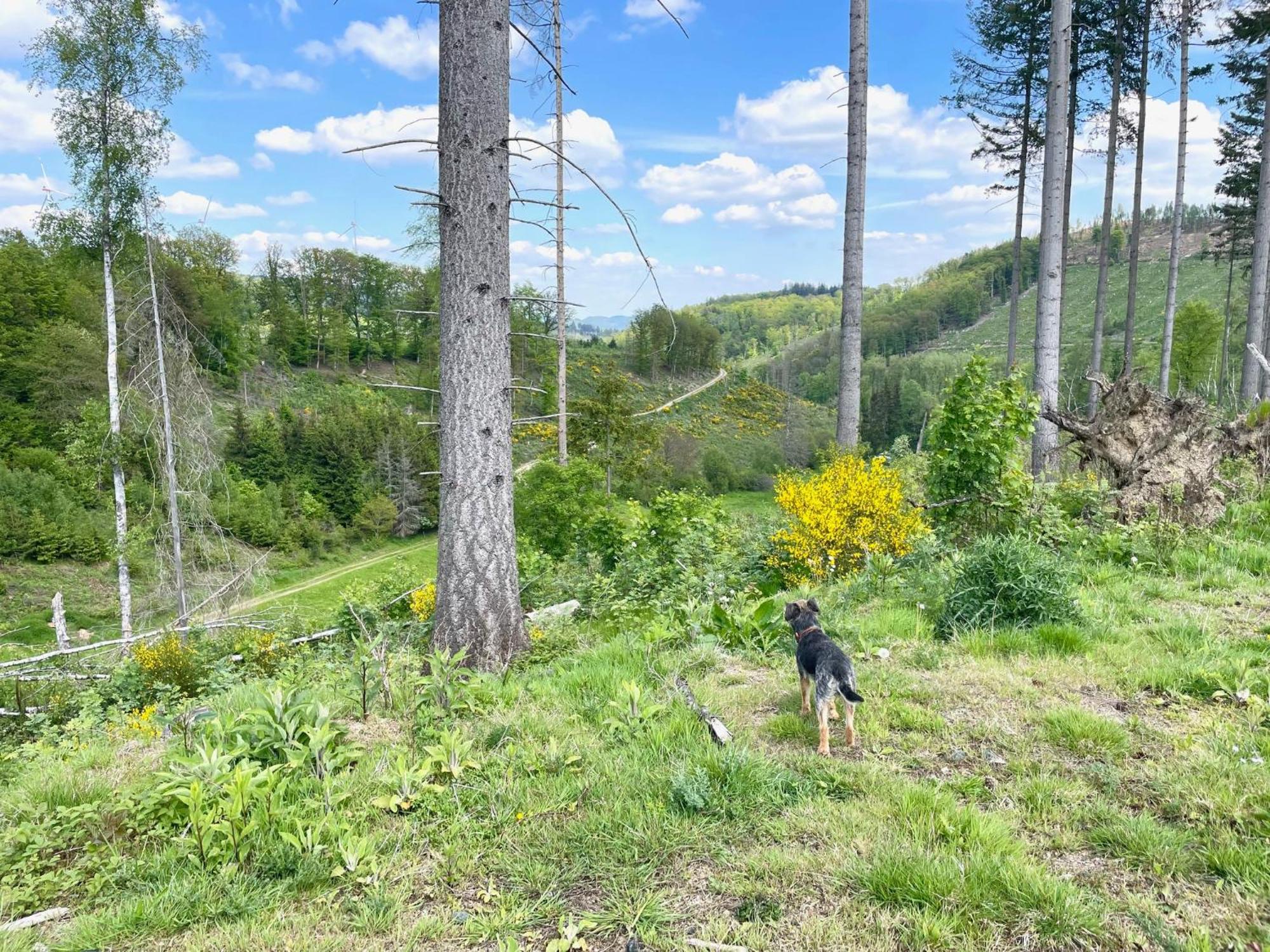 Kellerwald Apartman Frankenau Kültér fotó